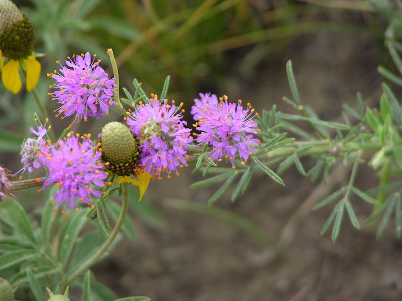 Rocky Mountain Bee Plant